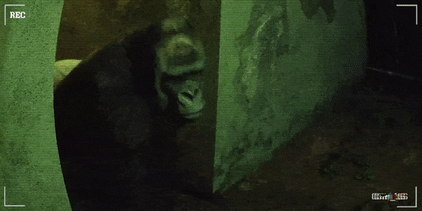 【恐怖惊悚/中文/3D】《癫狂动物园 Zoochosis》TENOKE 官方中文硬盘版【6.7G/新作】